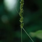 201507141DX1337.jpg