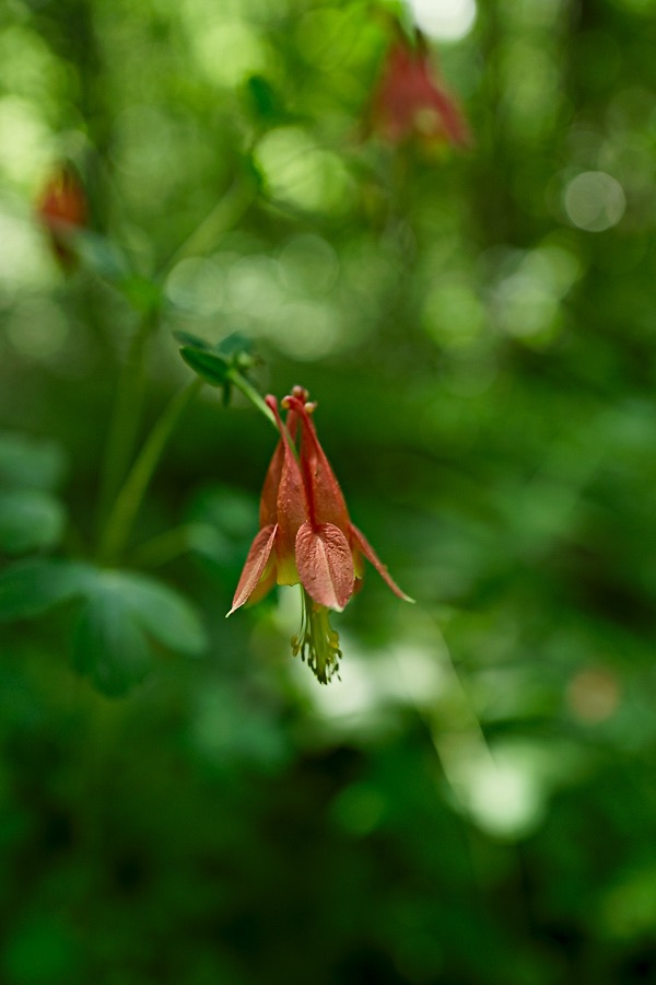 20160613Q0309 ©Tim Medley - Wild Columbine, Piney Ridge TR, Shenandoah NP, VA