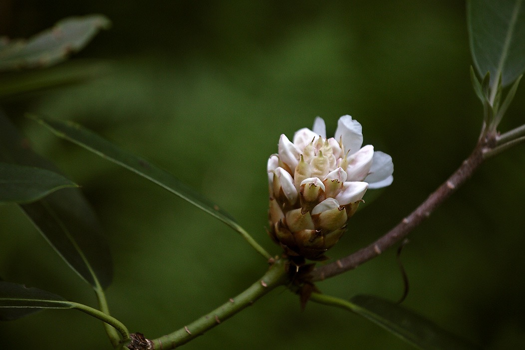 201607111DX3451 ©Tim Medley - Rhododendron, Otter Creek TR, Otter Creek WA, WV