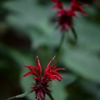 201607111DX3536.jpg
