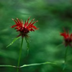 201607111DX3552.jpg