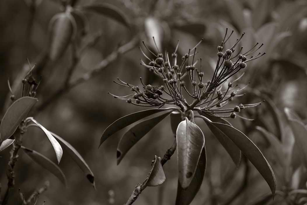 201607121DX3716 ©Tim Medley - Mountain Laurel, Boars Nest TR, Monongahela NF, WV