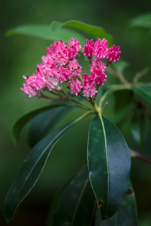 201607121DX3744 ©Tim Medley - Mountain Laurel, Boars Nest TR, Monongahela NF, WV