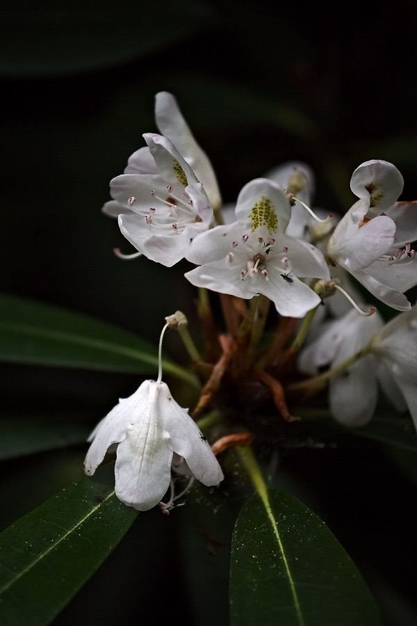 201607121DX3821 ©Tim Medley - Rhododendron, South Prong TR, Monongahela NF, WV