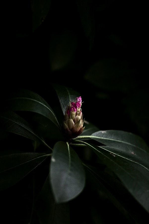 201607121DX3875 ©Tim Medley - Rhododendron, South Prong TR, Monongahela NF, WV