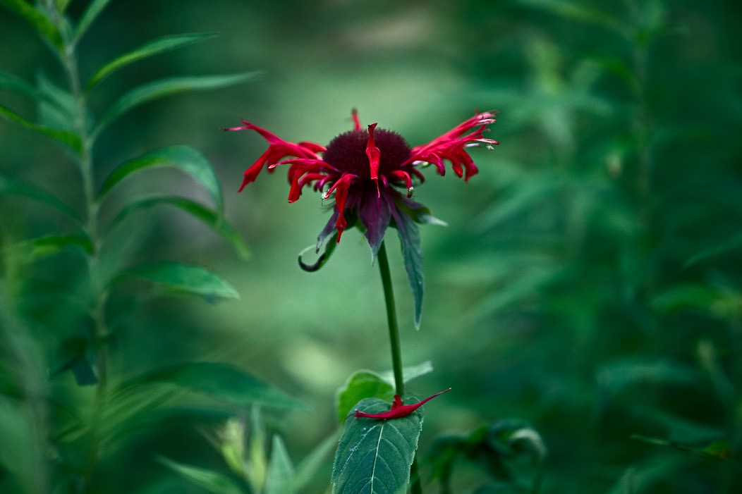 201608021DX4058 ©Tim Medley - Monarda, North Prong TR, Monongahela NF, WV