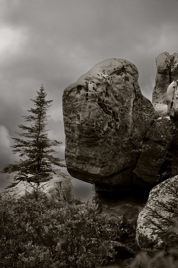 201608031DX4130 ©Tim Medley - Rocky Ridge TR, Dolly Sods WA, WV