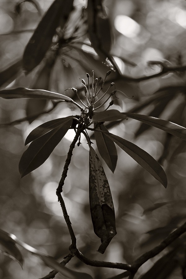 201609131DX4306 ©Tim Medley - Rhododendron, Otter Creek TR, Otter Creek WA, WV
