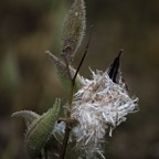 201610031DX4383.jpg