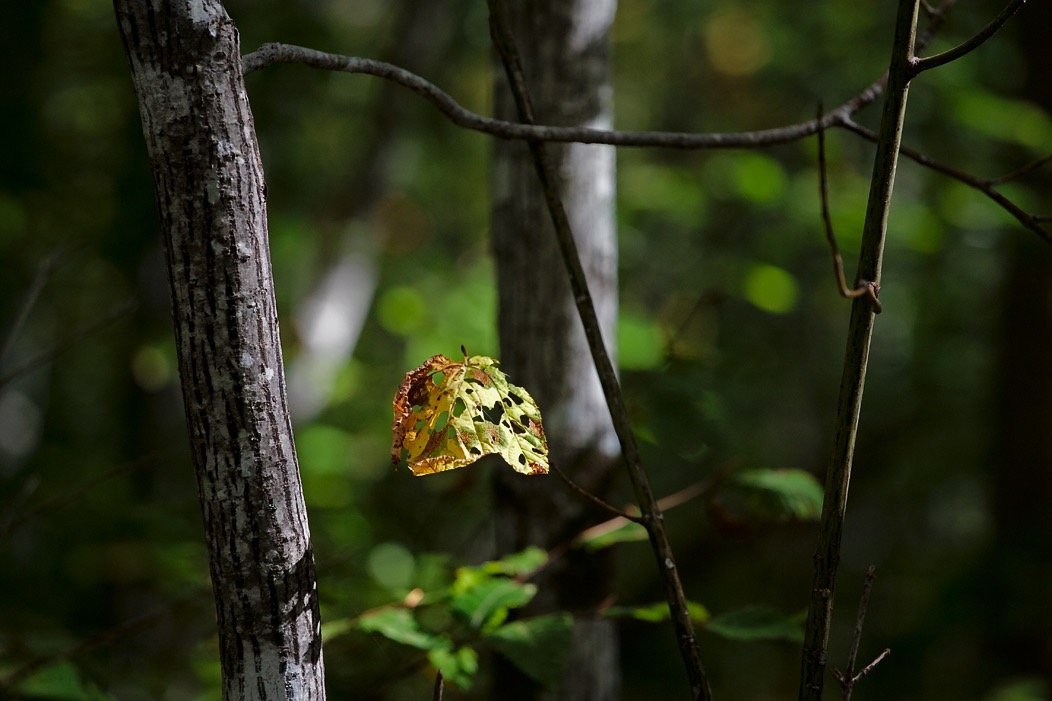 201610041DX4438 ©Tim Medley - Striped Maple, Allegheny Mountain TR, Monongahela NF, WV