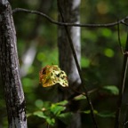 201610041DX4438.jpg