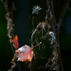 201610041DX4478.jpg