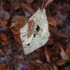 201610191DX4659.jpg