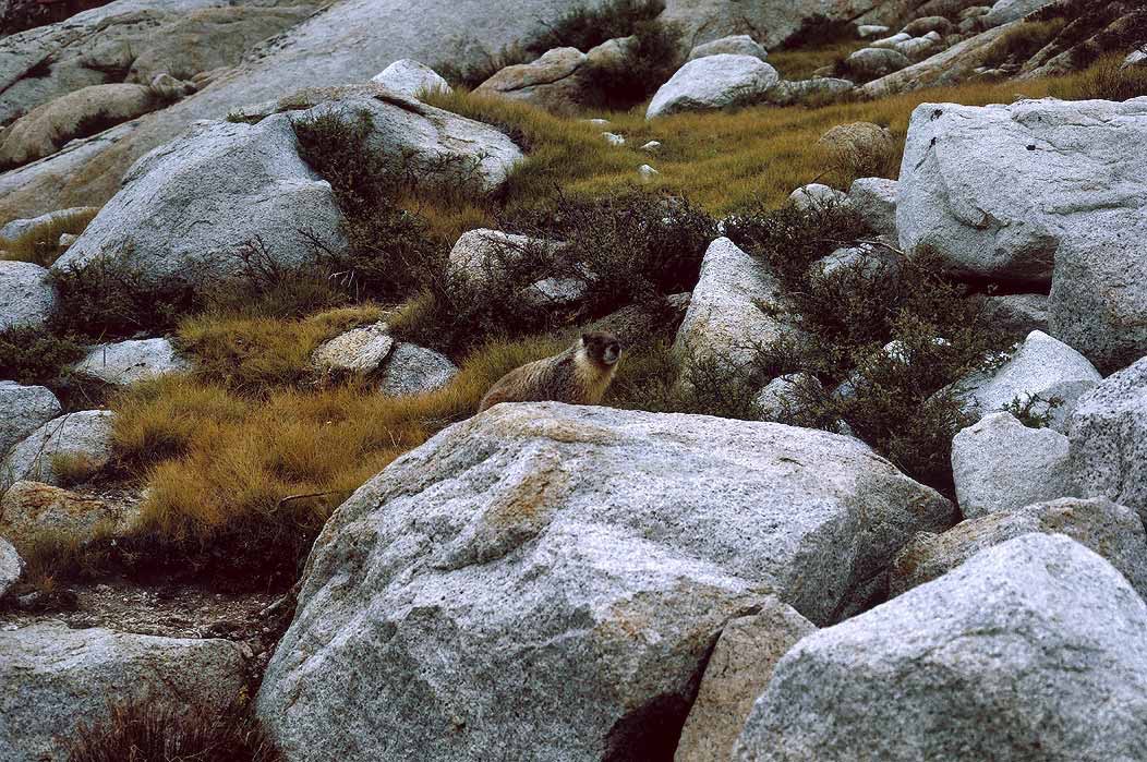 199200233 ©Tim Medley - Marmot, Kearsarge Pass Trail, Kings Canyon NP, CA