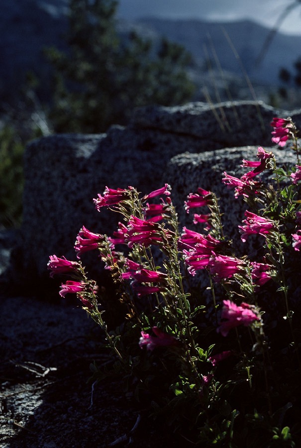 198706624 ©Tim Medley - Penstemon 