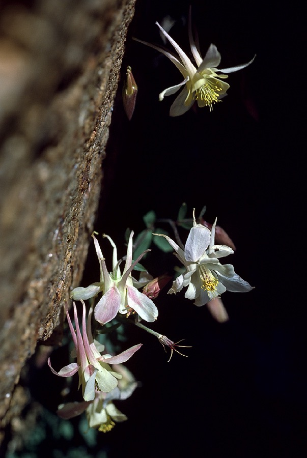 198707119 ©Tim Medley - Columbine, Italy Pass Trail, John Muir Wilderness, CA