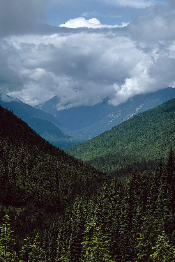 1993WA0529 &copy;Tim Medley - Suiattle River, Miner's Ridge TR, Glacier Peak Wilderness, WA