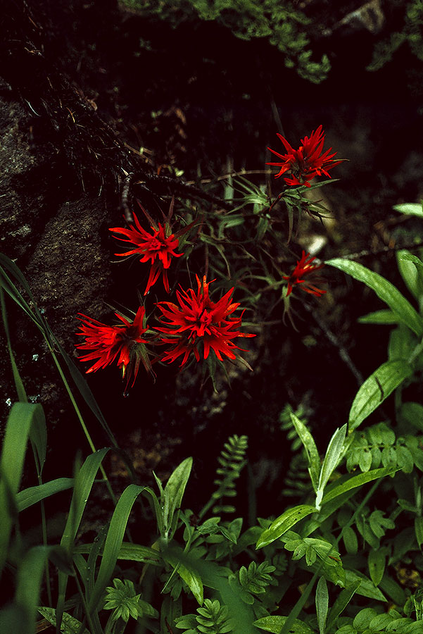 1993WA0308 &copy;Tim Medley - Bee Balm, Milk Creek, Pacific Crest Trail, Glacier Peak Wilderness, WA