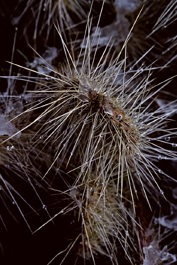 198701823 ©Tim Medley - Cactus, Island In the Sky, Canyonlands National Park, UT