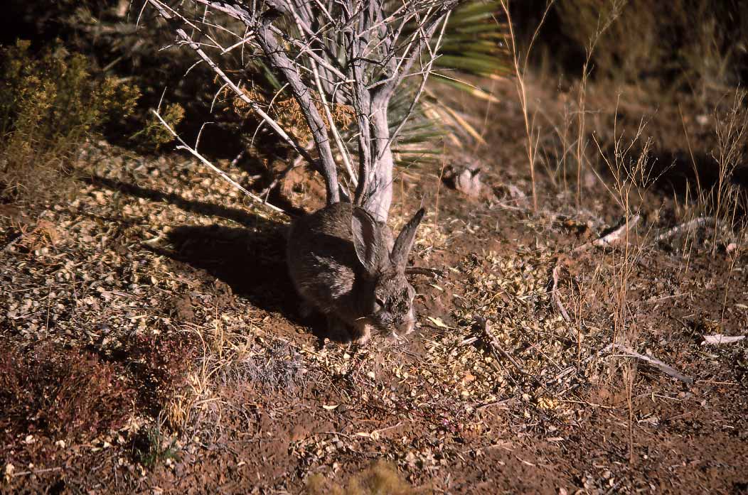 198710808 ©Tim Medley - Hare, Windwhistle Campground, Canyon Rims National Area, UT