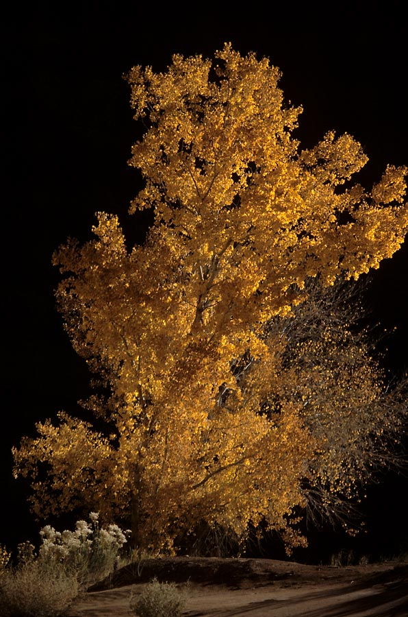 198711936 ©Tim Medley - Cottonwood, Canyonlands National Park, UT