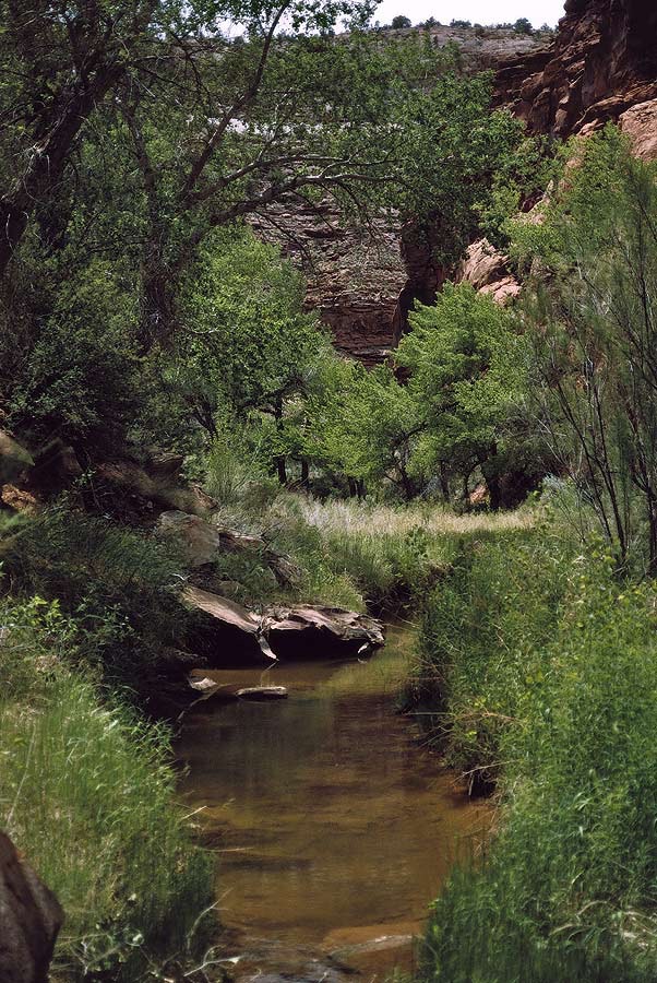 1883UT9135 ©Tim Medley - Harts Draw, UT