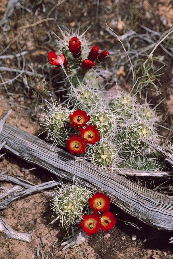 1993UT0136 ©Tim Medley - Prickly Pear Cactus, Harts Draw, UT