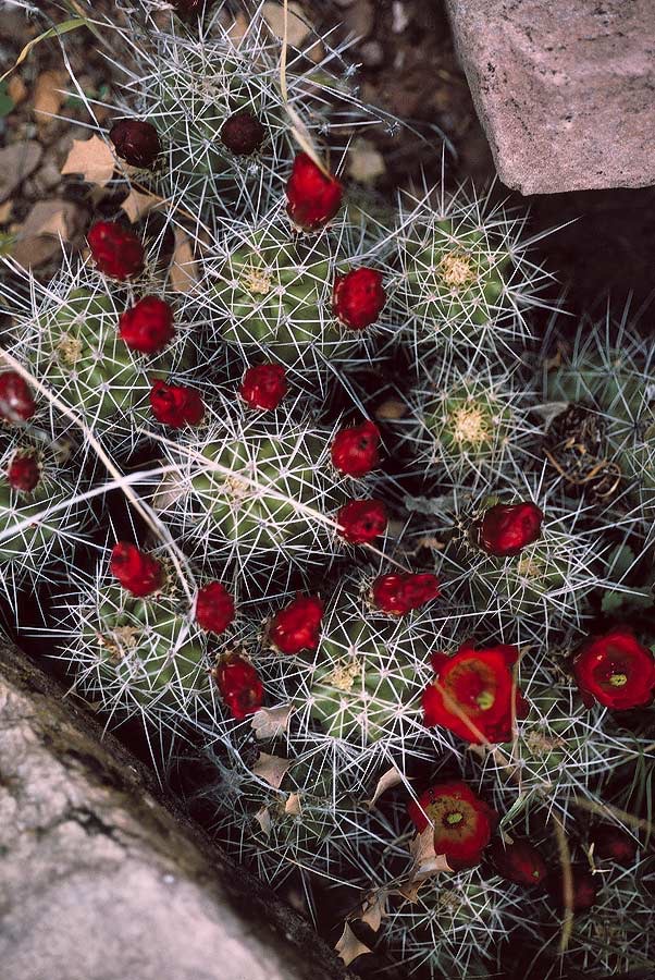 1993UT0205 ©Tim Medley - Prickly Pear Cactus, Harts Draw, UT