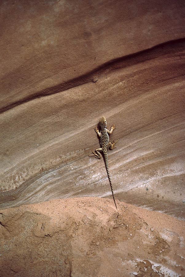 1993UT0313 &copy;Tim Medley - Hole-in-the-Rock Road, Glen Canyon NM, UT
