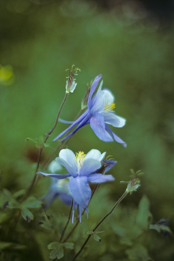 198609CO0309, ©Tim Medley - San Juan Mountains, Colorado