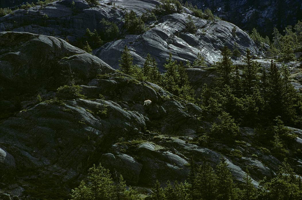 197501135, ©Tim Medley