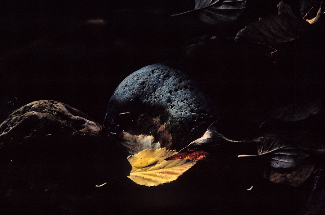 198710325 ©Tim Medley - Glacier National Park, MT
