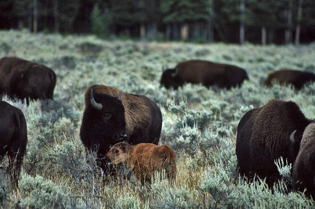 1987103B34 ©Tim Medley - Bison, Yellowstone National Park, WY