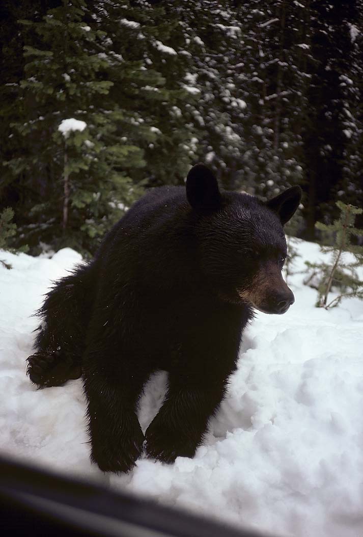 197401316, ©Tim Medley
