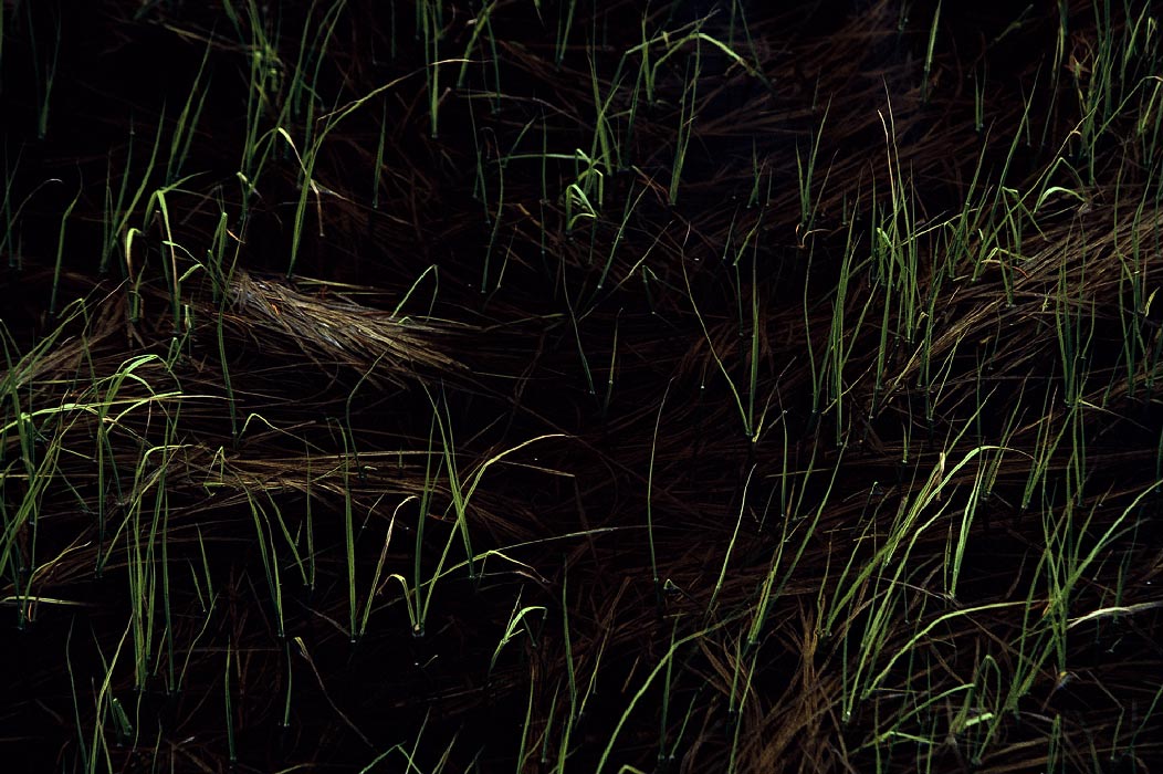 198704714 ©Tim Medley - Marsh, Yellowstone National Park, WY