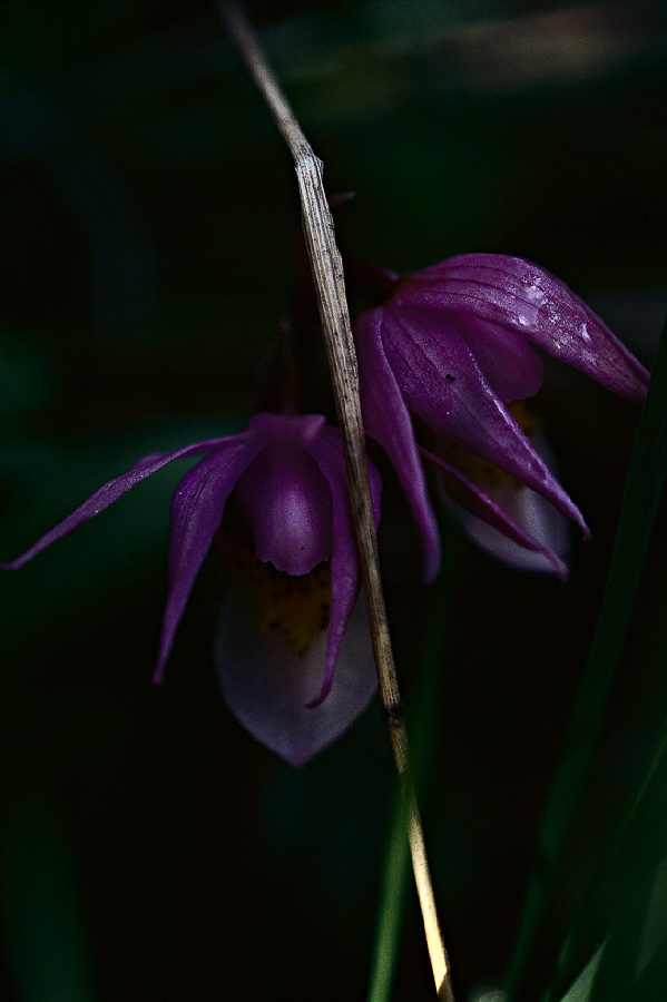 198705222 ©Tim Medley - Fairyslipper, Coffin Creek Trail, Gallatin National Forest, MT