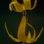198705309.jpg