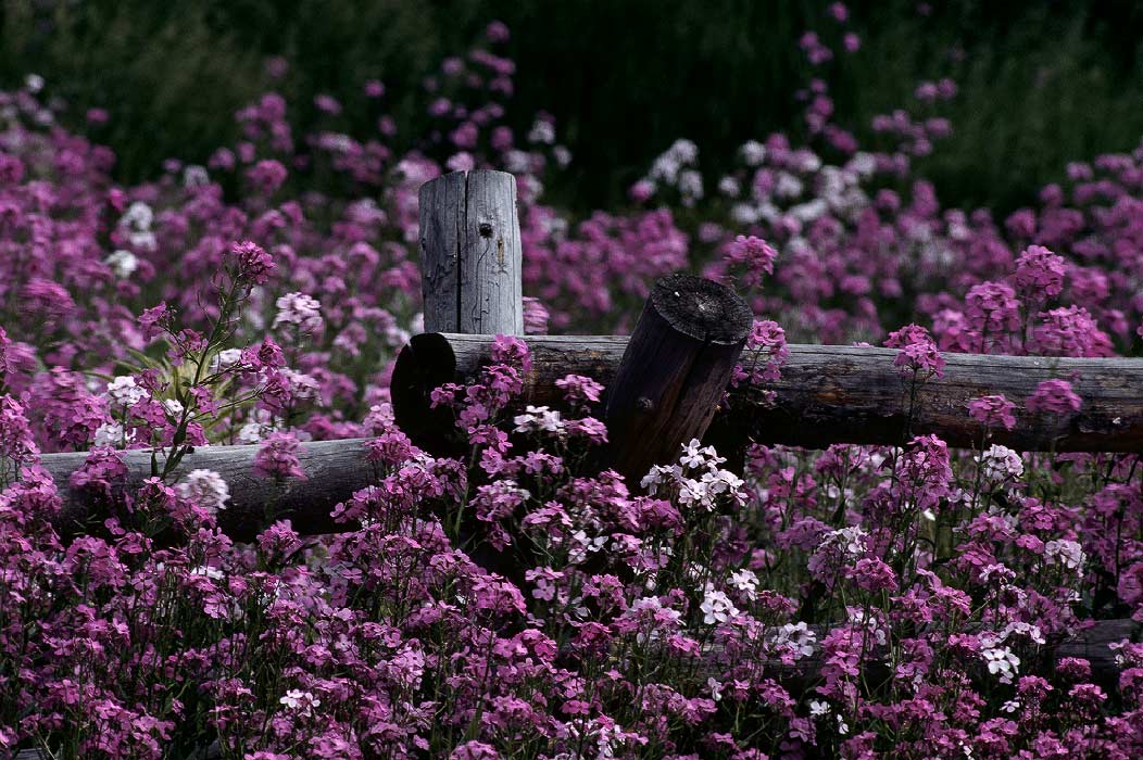 298705814 ©Tim Medley - Phlox, Teton County, WYO