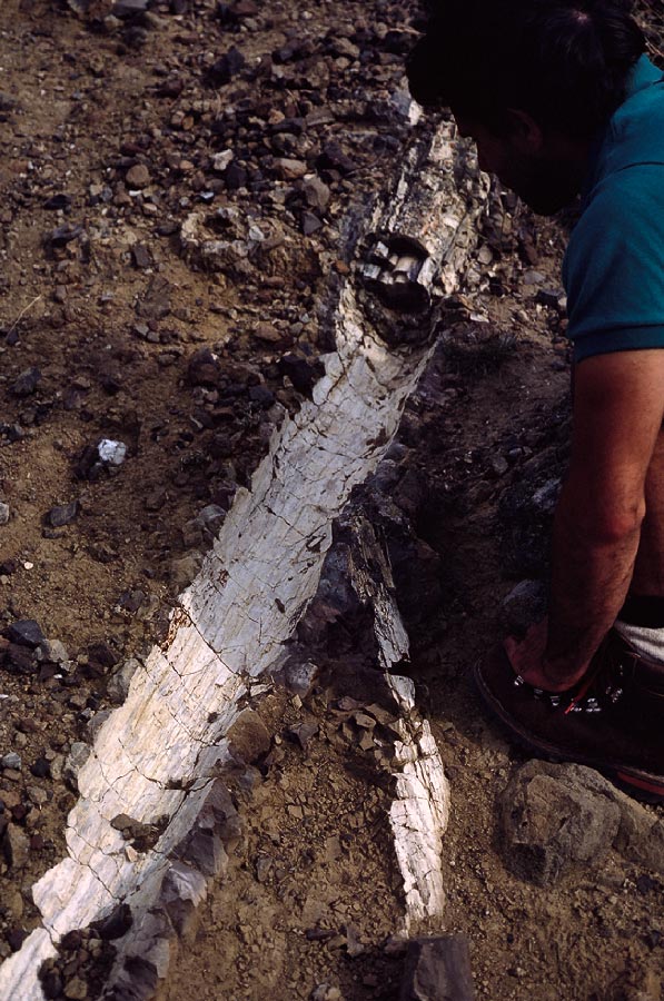 198708023 ©Tim Medley - Petrified Wood, Yellowstone National Park, WY
