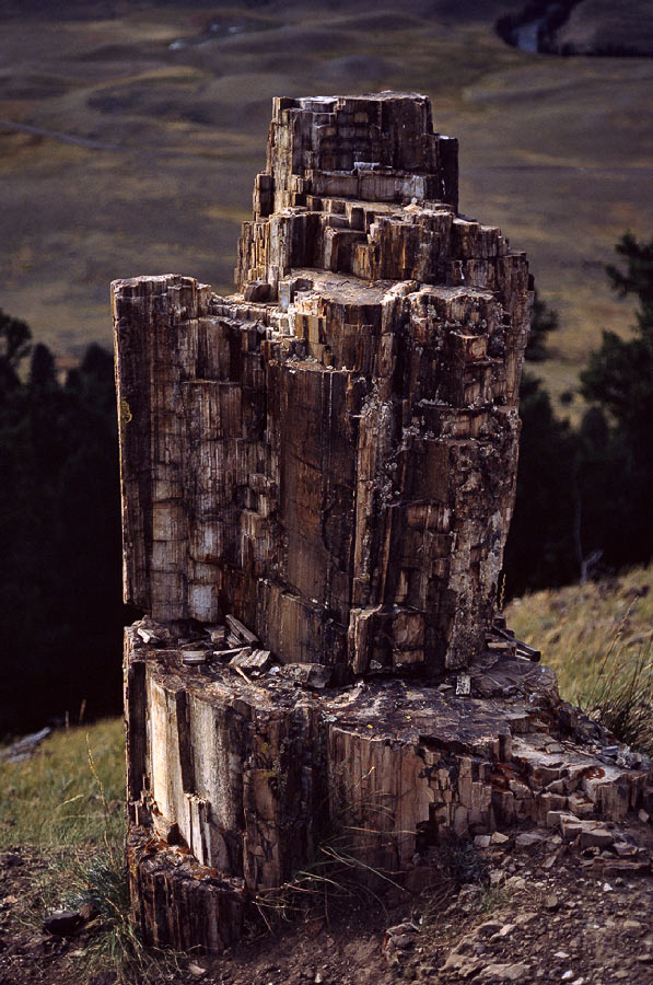 198708027 ©Tim Medley - Petrified Wood, Yellowstone National Park, WY