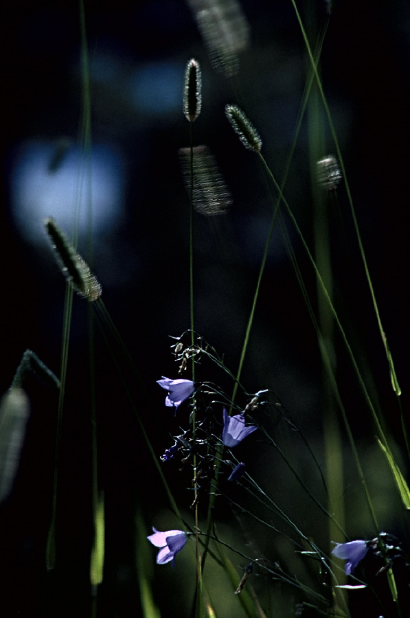 198708114 ©Tim Medley - Harebell, Lamar Valley, Yellowstone National Park, WY